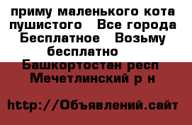 приму маленького кота пушистого - Все города Бесплатное » Возьму бесплатно   . Башкортостан респ.,Мечетлинский р-н